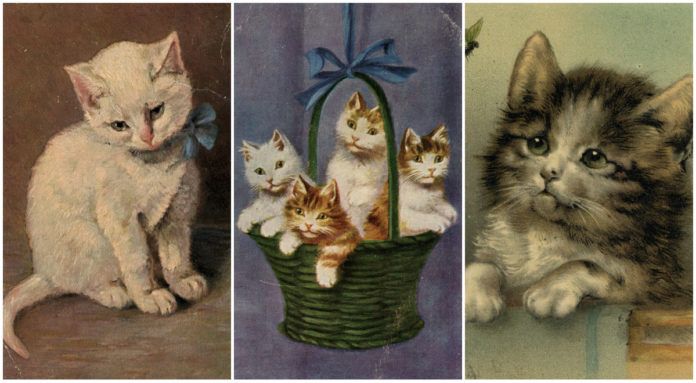 котики котики